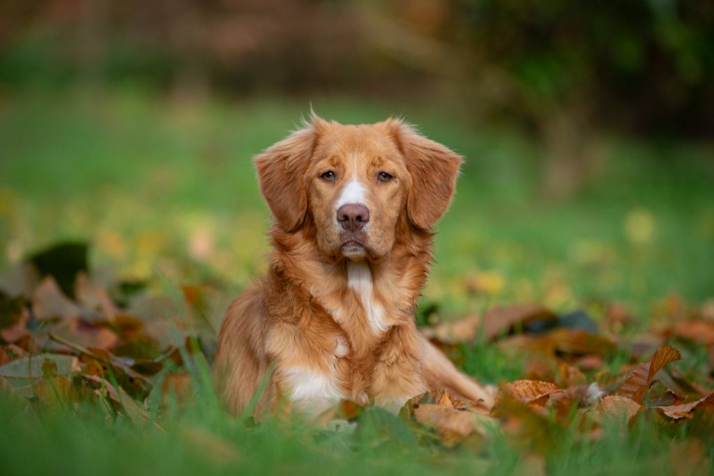 U'catan Red Fox Des Couleurs D'Autumn