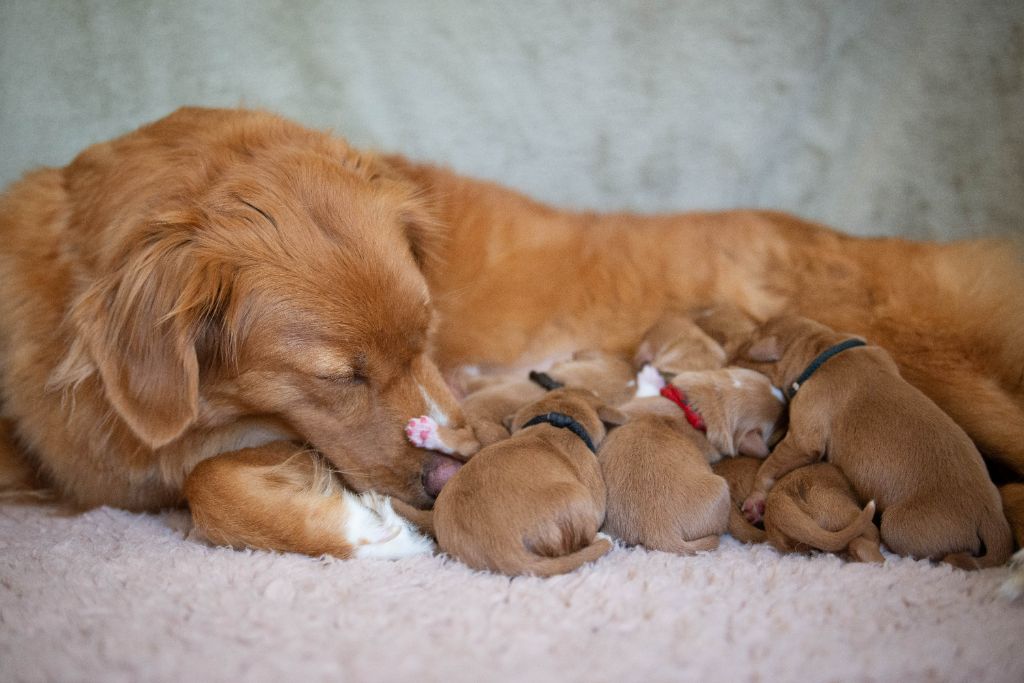 chiot Retriever de la Nouvelle-Ecosse Red Fox Des Couleurs D'Autumn