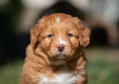 Toller Légende (collier Violet)