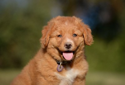 Toller Légende (collier Violet)