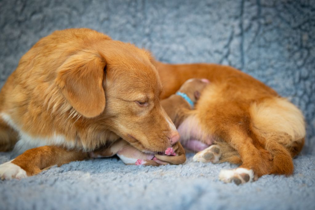 chiot Retriever de la Nouvelle-Ecosse Red Fox Des Couleurs D'Autumn