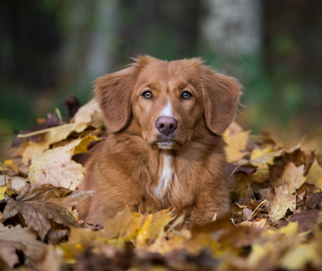 Elevage Red Fox Des Couleurs D Autumn Eleveur de chiens