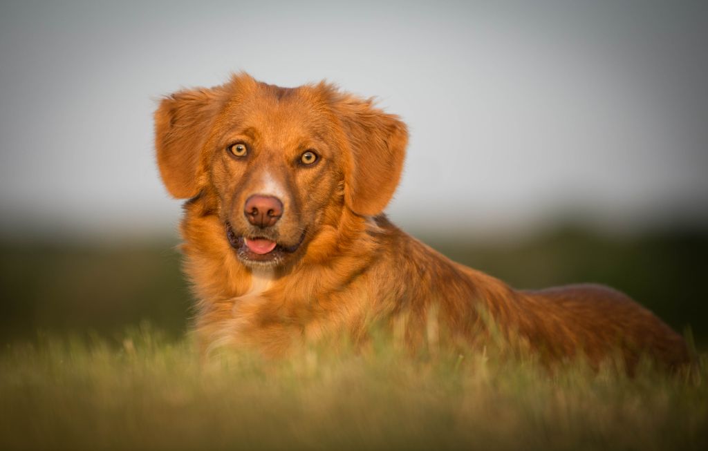 Toller Legende Red Fox des Couleurs d'Autumn