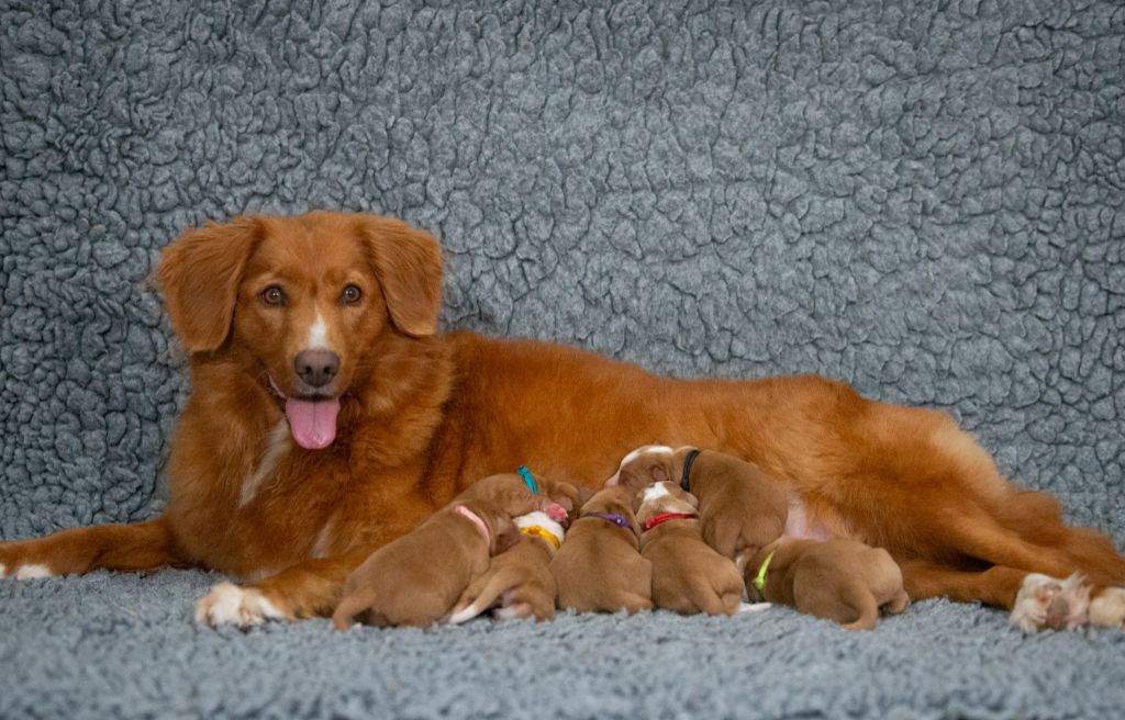 Red Fox Des Couleurs D'Autumn - Retriever de la Nouvelle-Ecosse - Portée née le 19/06/2025