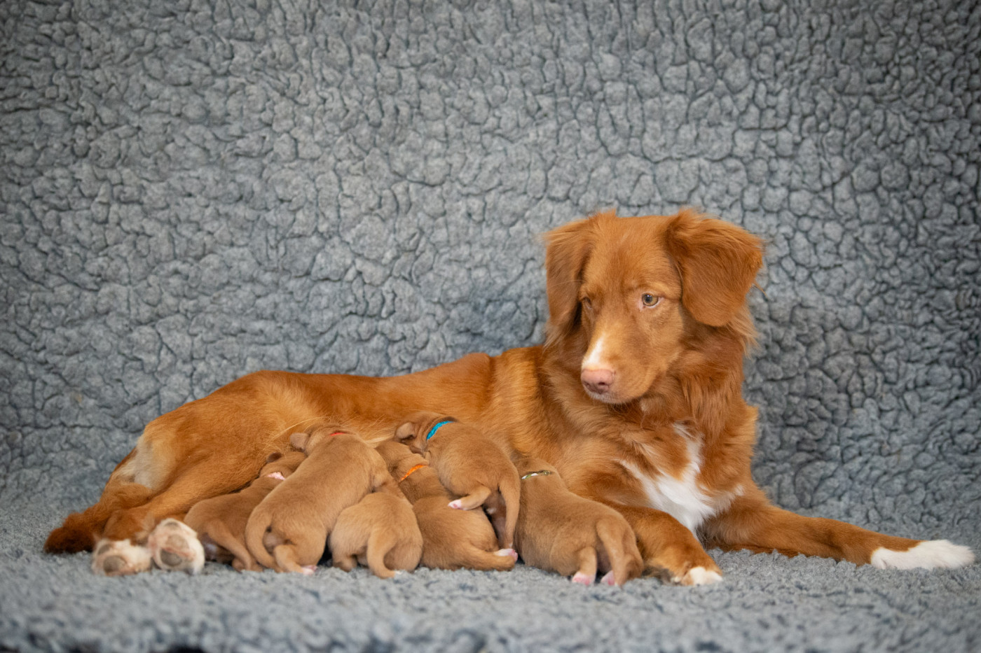 Red Fox Des Couleurs D'Autumn - Retriever de la Nouvelle-Ecosse - Portée née le 20/12/2025
